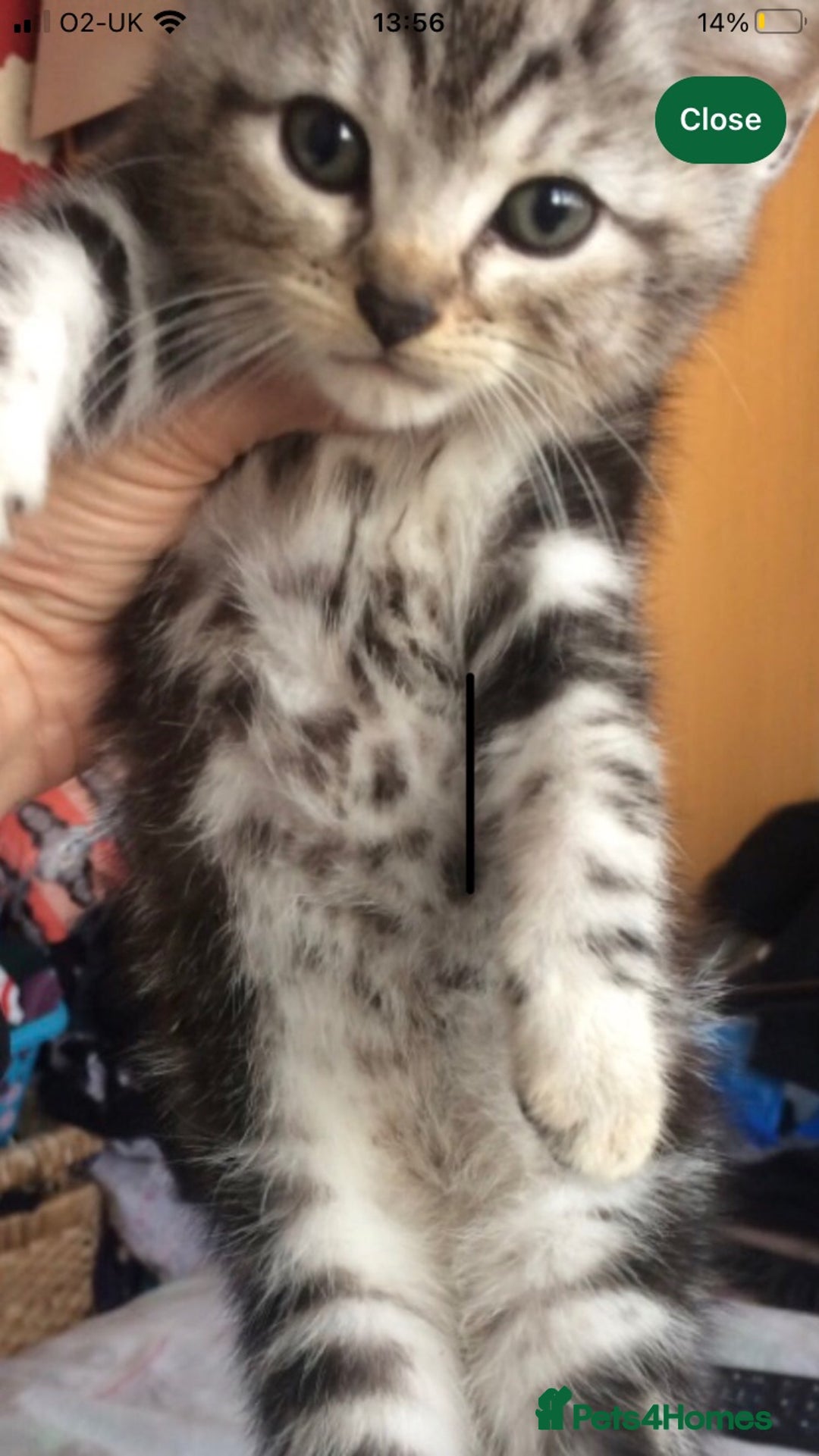 Mixed Breed cats for sale: 5 beautiful bengal cross kittens   - Image 3