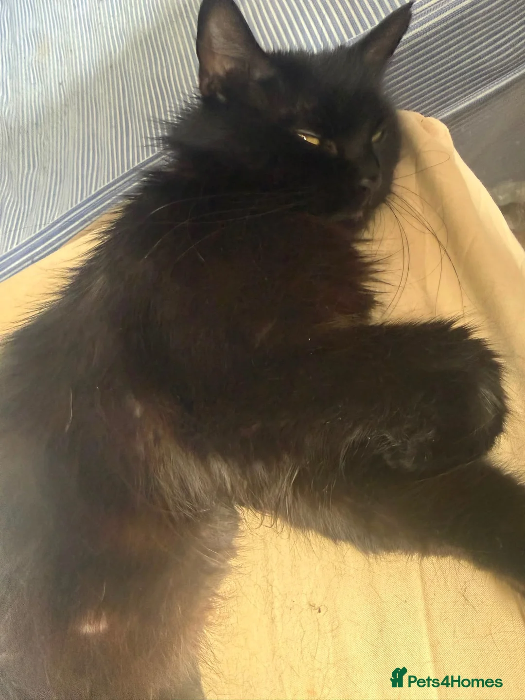 Mixed Breed cats for sale: British shorthair mixed  - Advert 2