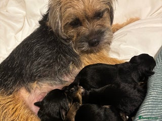 Border Terrier dogs Beautiful KC registered Border Terrier boys - Advert 1