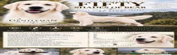 Golden Retriever dogs for sale: EXCEPTIONAL SHOW GOLDEN RETREIVER PUPPIES. - Advert 18