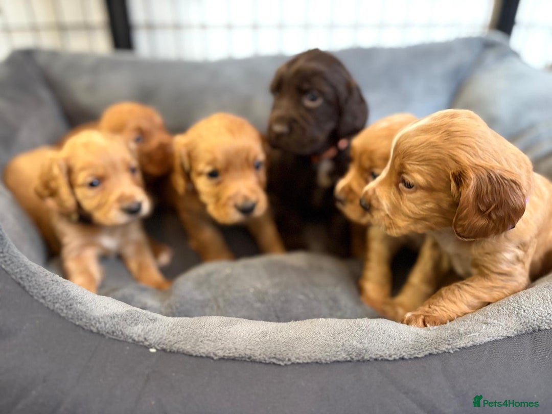 Cocker Spaniel dogs for sale: Kc reg cocker spaniels with 5 weeks insurance  - Advert 15