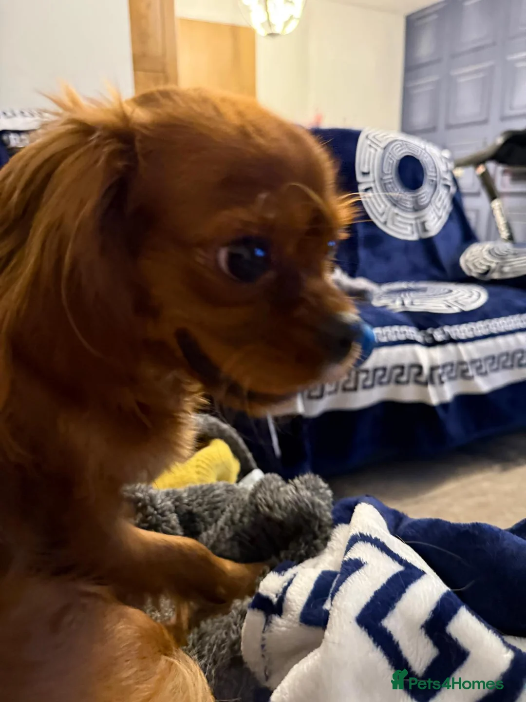 Cavalier King Charles Spaniel dogs for sale: Cavalier King Charles  - Advert 2