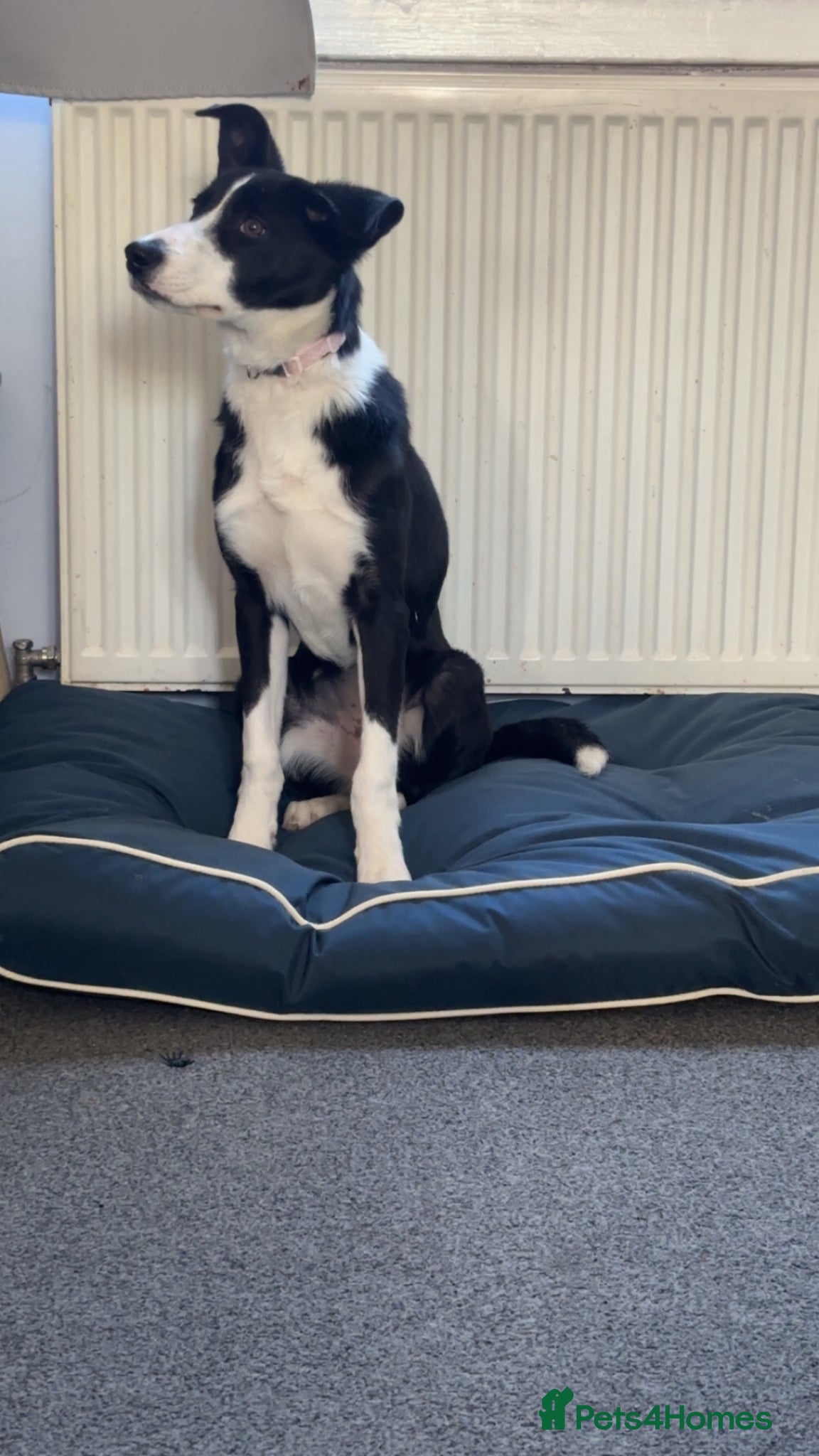 Mixed Breed dogs Border Collie x Huntaway puppy  - Advert 18