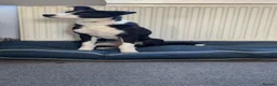 Mixed Breed dogs for sale: Border Collie x Huntaway puppy  - Advert 5