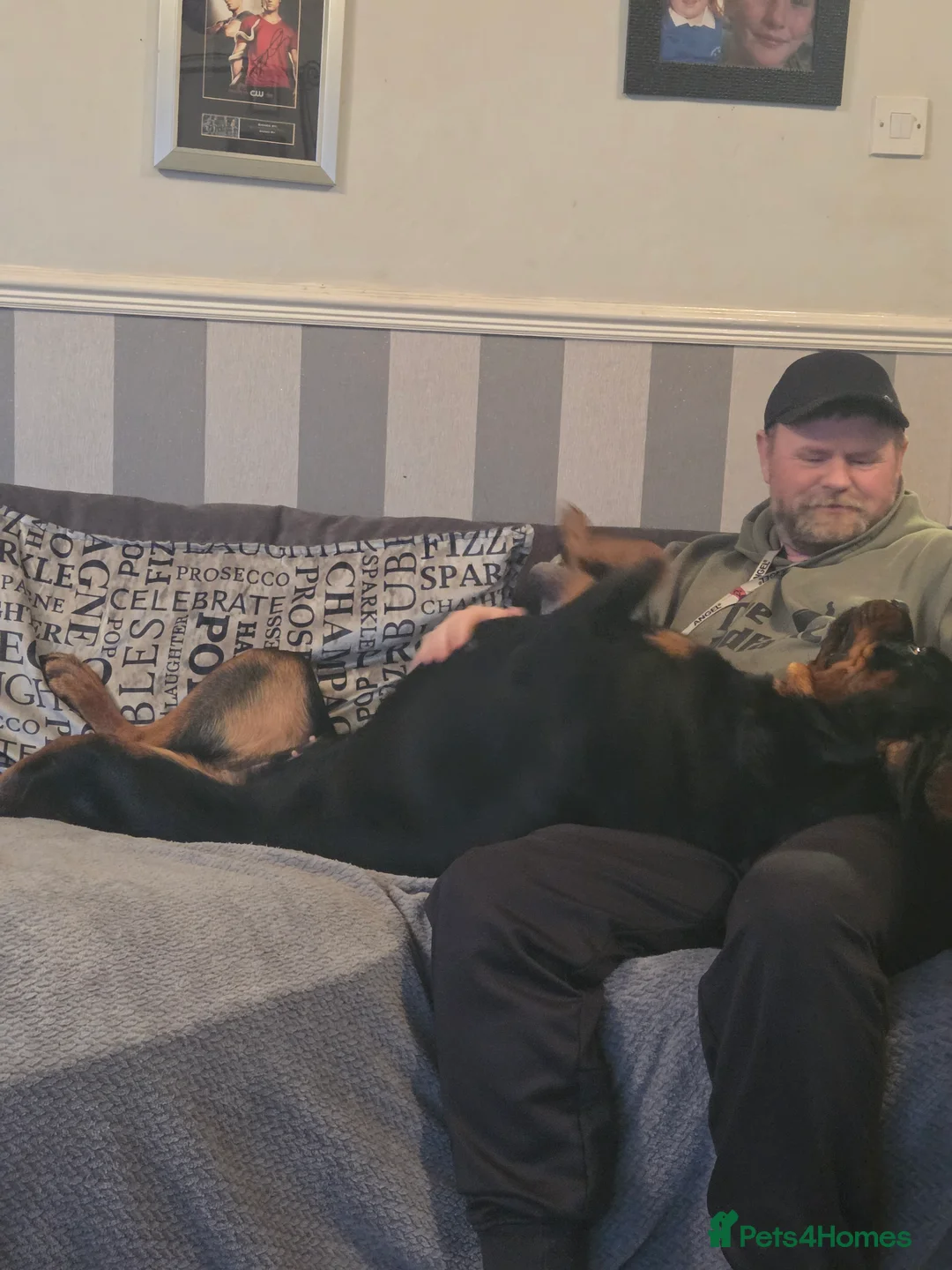 Rottweiler dogs for sale: Stunning ruby  - Advert 7