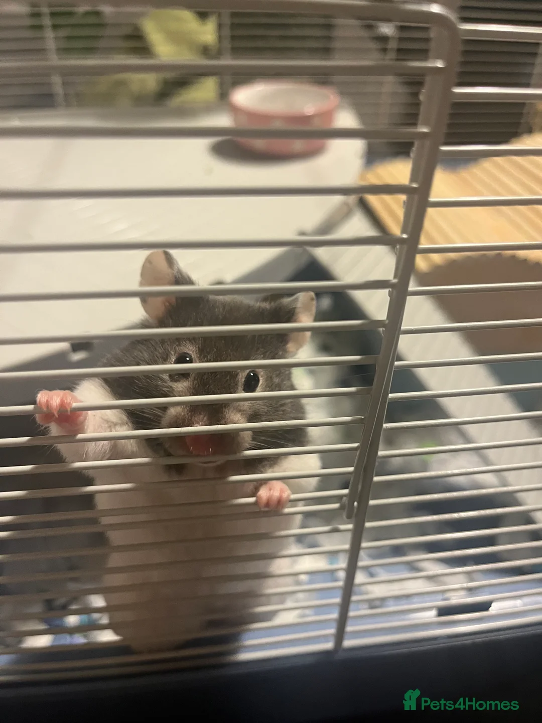 Hamster rodents for sale: Celine the Syrian hamster  - Advert 2