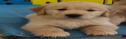 Golden Retriever dogs for sale: Golden retriever puppies - Advert 6