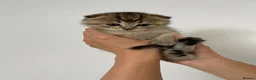 Scottish Fold cats for sale: PUREBRED SCOTTISH FOOD LONGHAIR & SHORTHAIR KITTEN - Advert 33