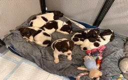 Cocker Spaniel dogs for sale: Cocker spaniel puppies ready for forever home - Advert 24