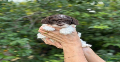 Cockapoo dogs - Advert 1