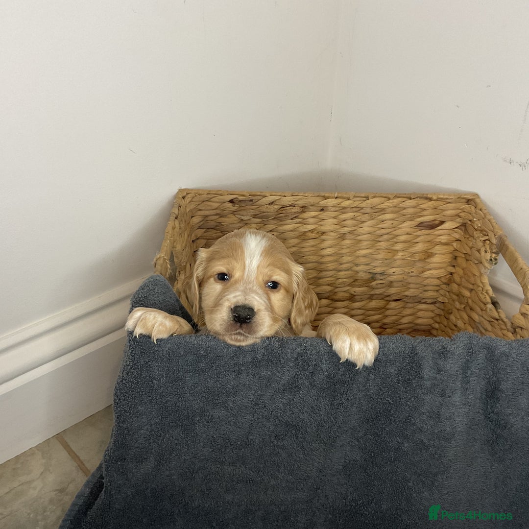 Cocker Spaniel dogs for sale: Hereditary clear working cocker spaniels - Advert 13
