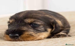 Dachshund dogs for sale: Wire Haired Dachshund Puppies - Image 5