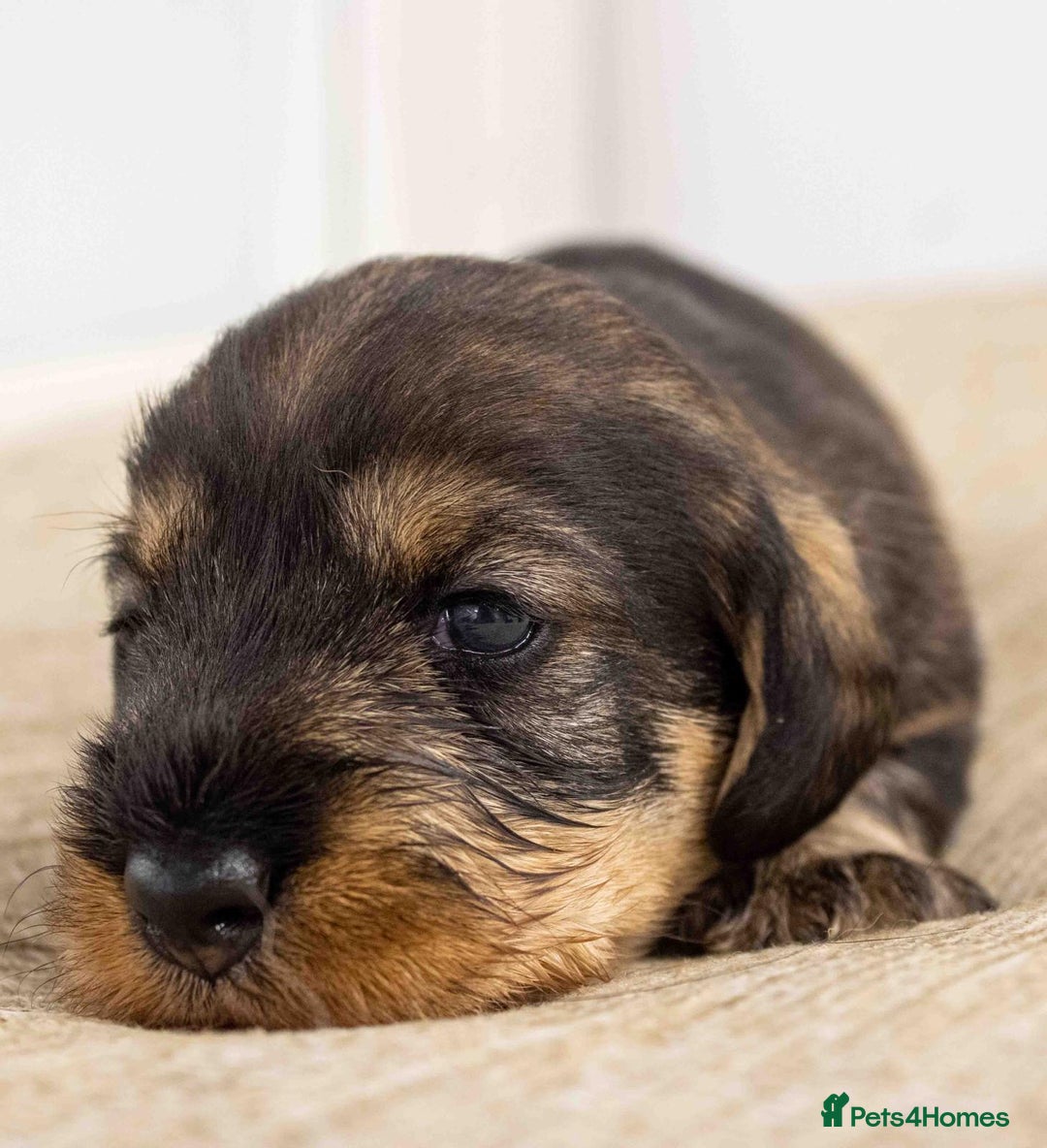 Dachshund dogs for sale: Wire Haired Dachshund Puppies - Image 5