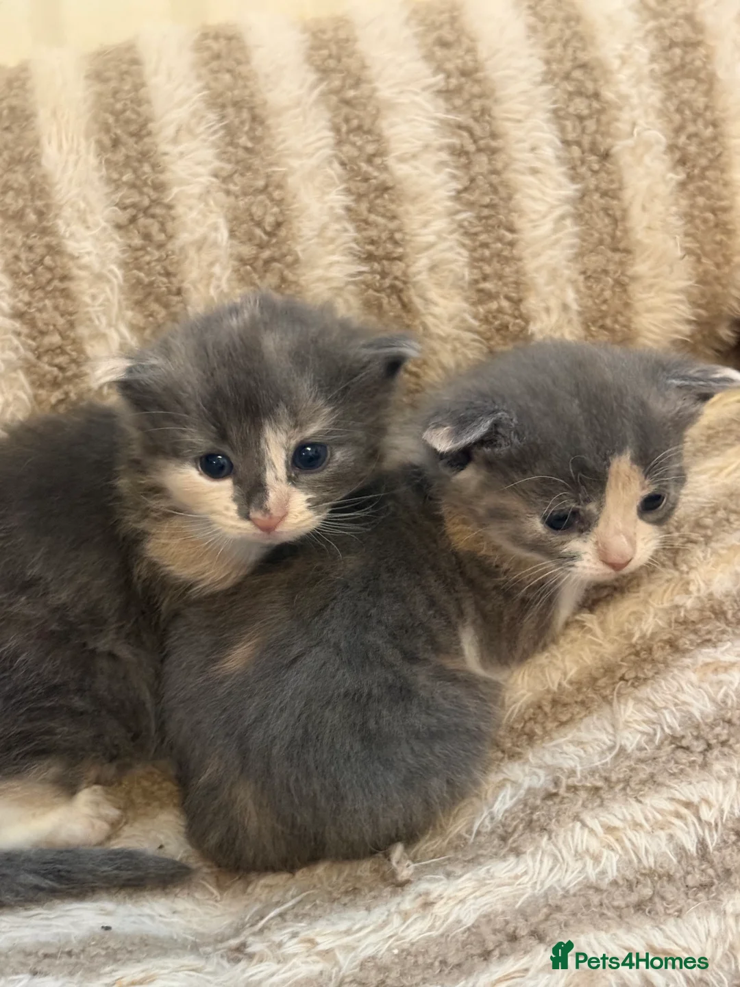 Maine Coon cats for sale: Maincoon mix  - Advert 16