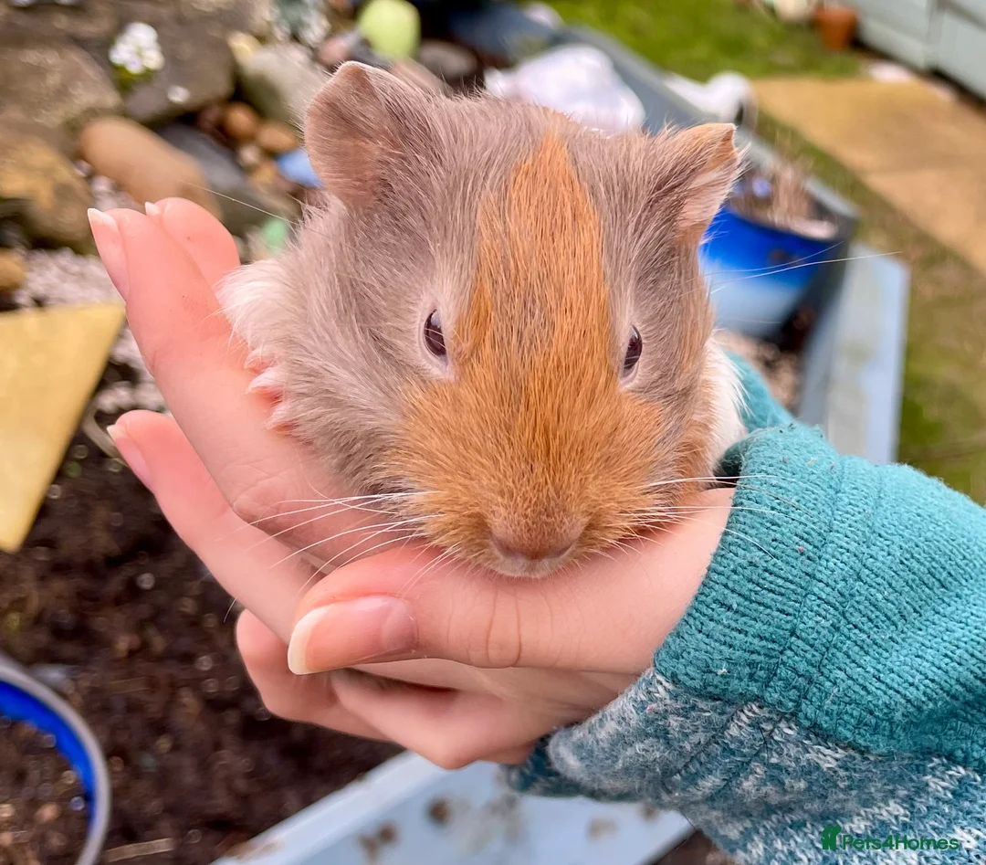 Guinea Pig rodents for sale: Bonded boys - Advert 5