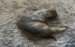 Mixed Breed dogs for sale: Beautiful dachshund/jug x terrier - Image 16