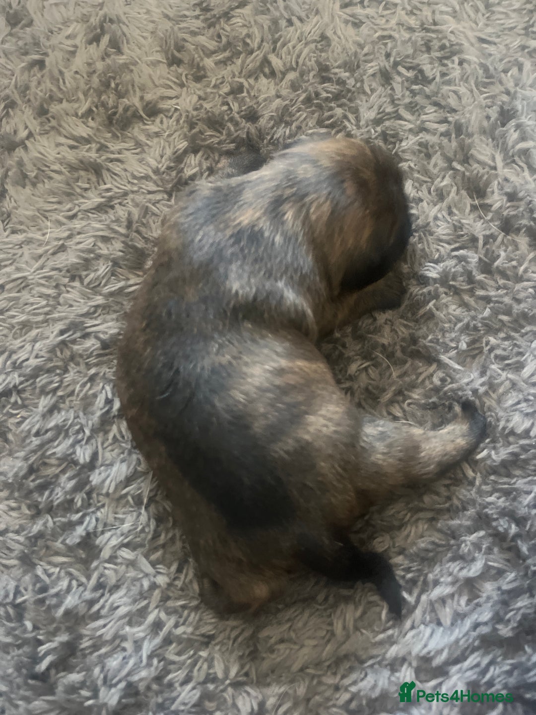 Mixed Breed dogs for sale: Beautiful dachshund/jug x terrier - Image 16