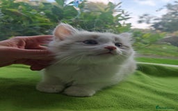 Ragdoll cats for sale: Ragdoll/Siamese Beautifull kitten +chip - Image 3