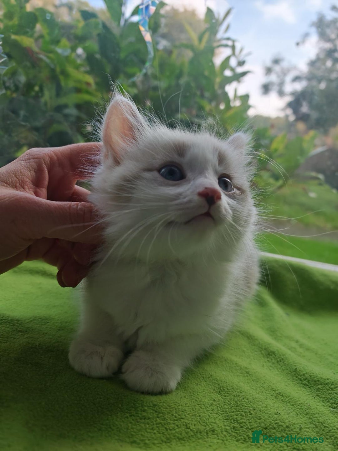 Ragdoll cats for sale: Ragdoll/Siamese Beautifull kitten +chip - Image 3