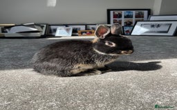 Netherland Dwarf rabbits for sale: Female netherland dwarf - Image 1