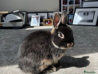 Netherland Dwarf rabbits - Advert 1