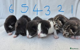 Mixed Breed cats for sale: Beautiful Tame Kittens Tabby Black White - Image 2