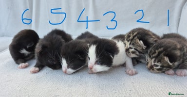 Mixed Breed cats - Advert 12