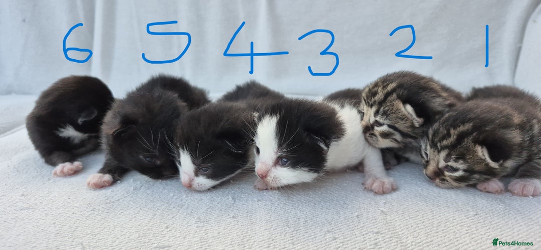 Mixed Breed cats for sale: Beautiful Tame Kittens Tabby Black White - Image 2