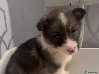 Shepsky dogs German Shepherd x Husky SHEPSKY - Advert 9