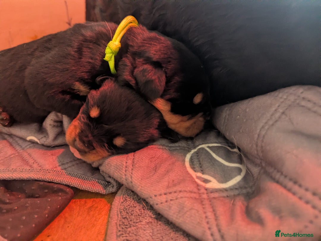 Rottweiler dogs for sale: 🐾 Stunning KC Registered Rottweiler Puppies  - Advert 12