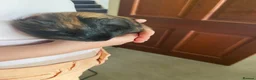 Guinea Pig rodents for sale: Black and Tan Guinea pigs for sale - Advert 7