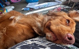 Cocker Spaniel dogs for sale: Simba - family cocker spaniel - Image 2