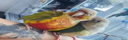 Conures birds for sale: Two conures looking for a loving home  - Advert 2