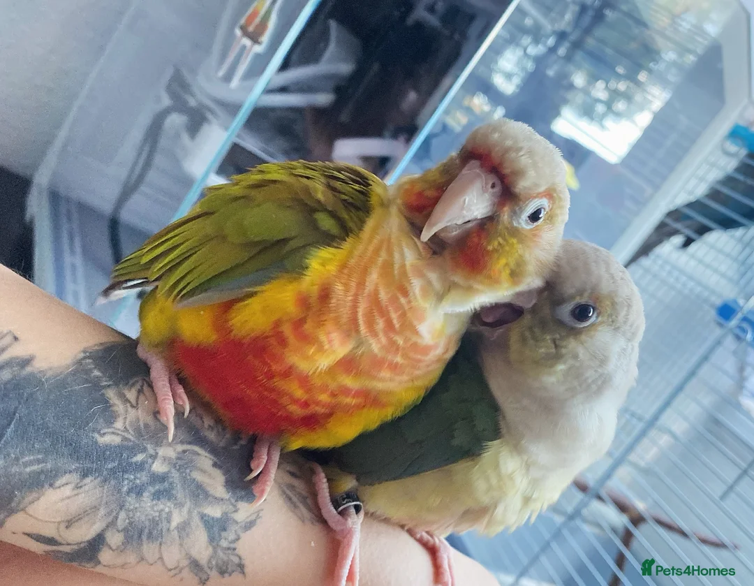 Conures birds for sale: Two conures looking for a loving home  - Advert 2