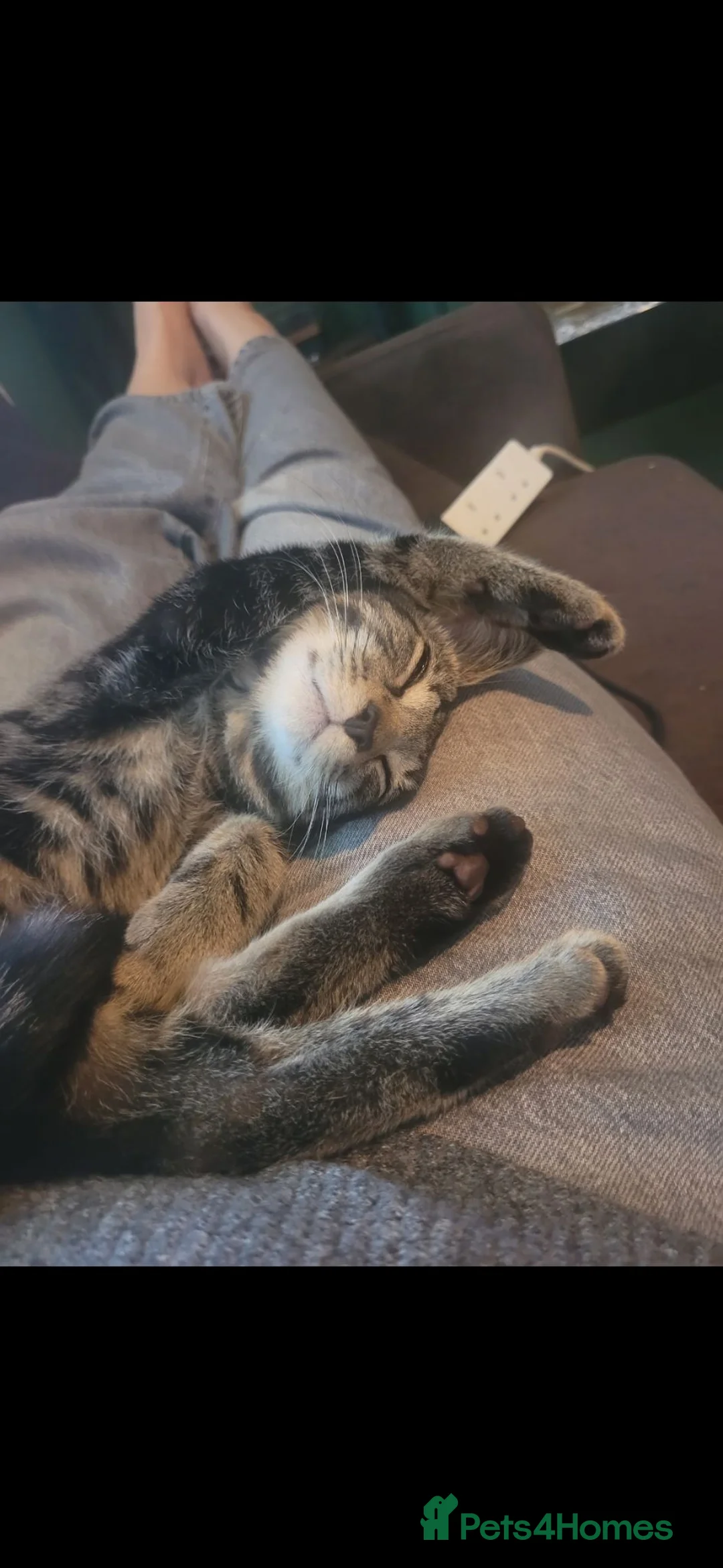Mixed Breed cats for sale: 20 month old tabby male - Advert 2
