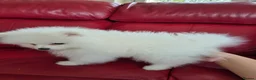 Pomeranian dogs for sale: Pedigree Ice White Pomeranian puppies - Advert 6