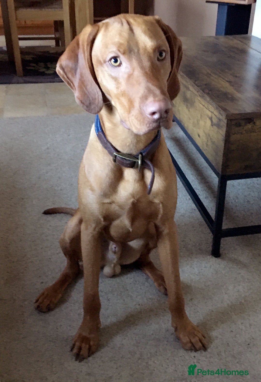 Hungarian Vizsla dogs for sale: Rehome Boy - Advert 1