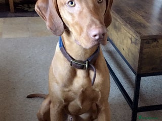 Hungarian Vizsla dogs Rehome Boy - Advert 2