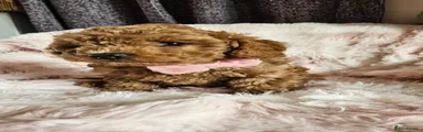 Toy Poodle Puppy 5
