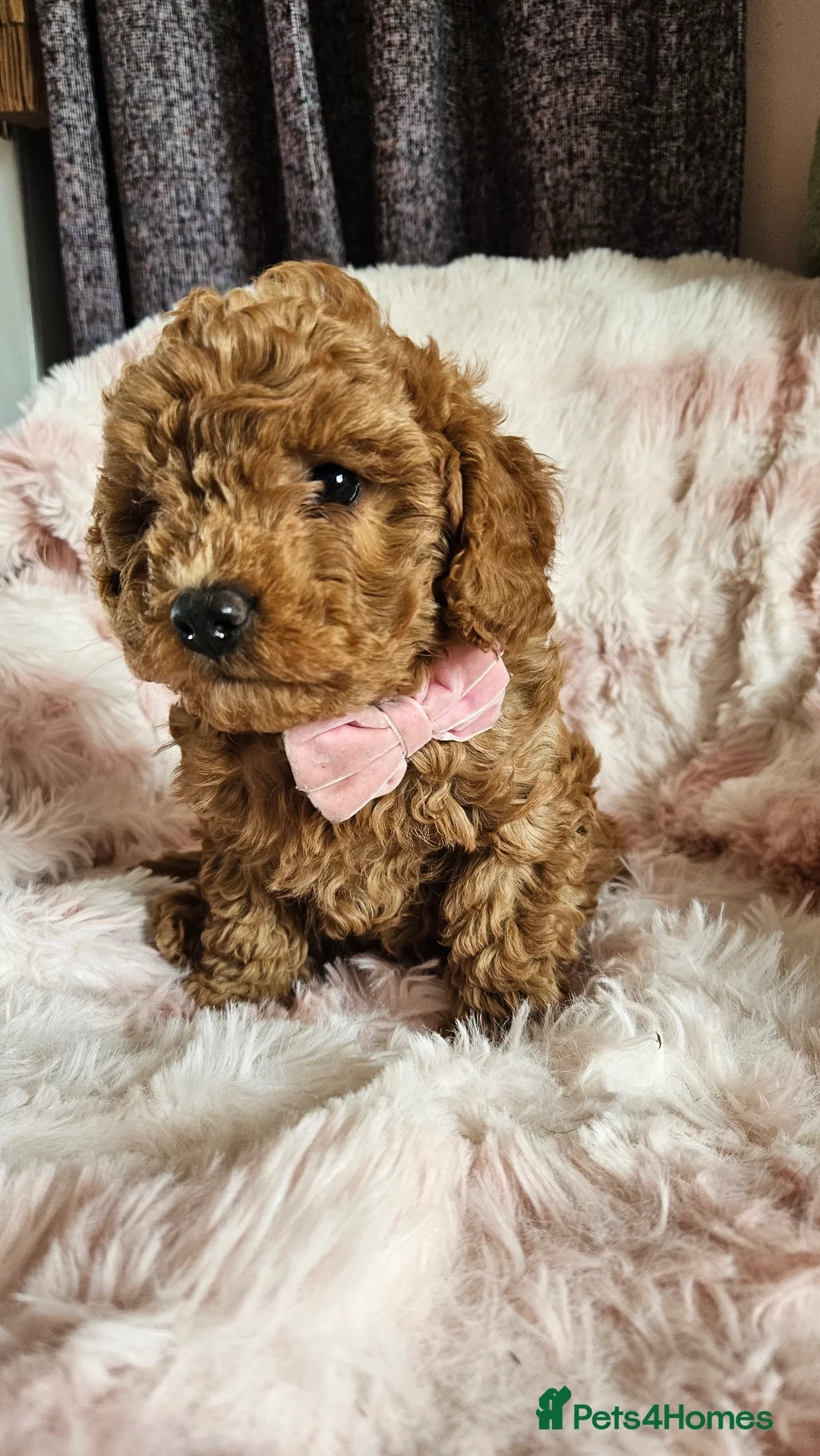 Toy Poodle dogs for sale: Beautiful apricot/Black toy poodle for sale  in Dumfries - Advert 2