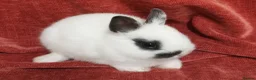 Netherland Dwarf rabbits for sale: Tiny Netherland Dwarf - LAST ONE + Hay/Food/Treats - Advert 8