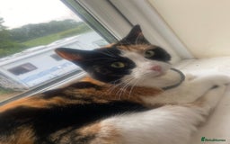 Mixed Breed cats for sale: Looking for forever Home - Image 1
