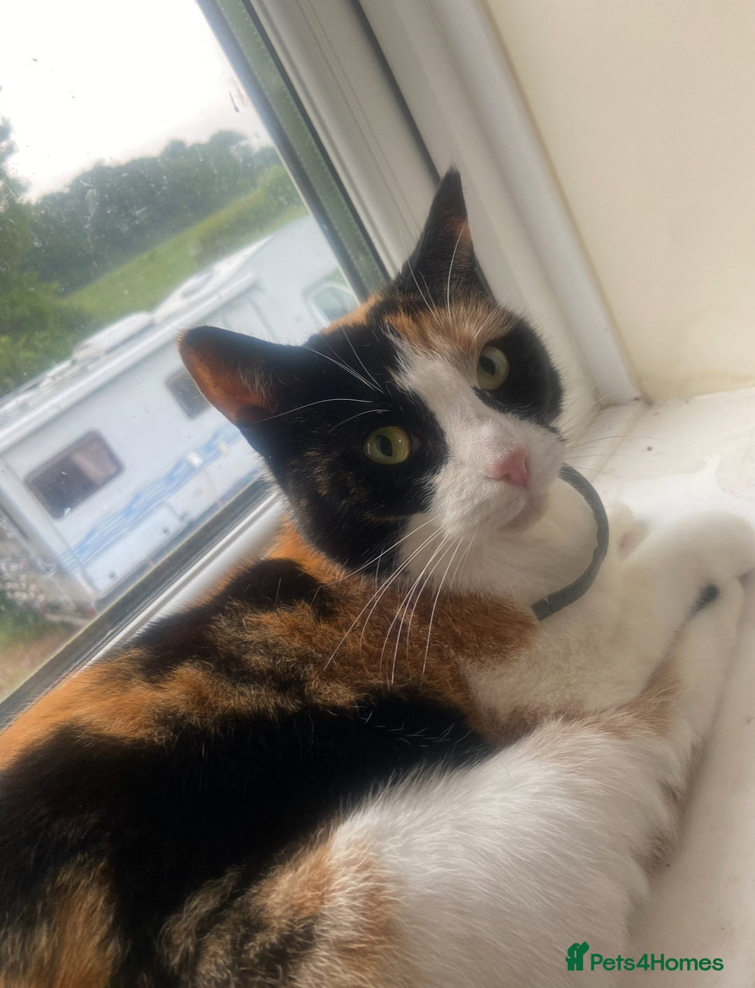 Mixed Breed cats for sale: Looking for forever Home - Image 1