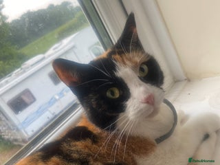 Mixed Breed cats - Advert 1