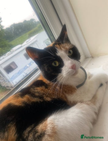 Mixed Breed cats - Advert 7