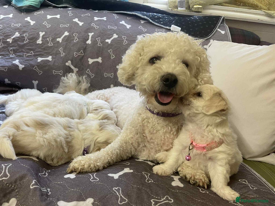 Bichon Frise dogs for sale: Bichon Frise  - Image 17
