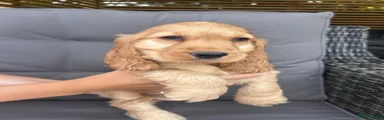 Cocker Spaniel 6