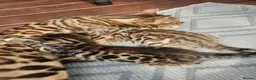 Mixed Breed cats for sale: Stunning Bengal mix Kitten  - Advert 12