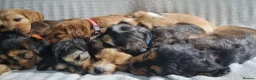 Cockapoo dogs for sale: Cockapoo❤️💜🩷🩵💙 - Advert 6