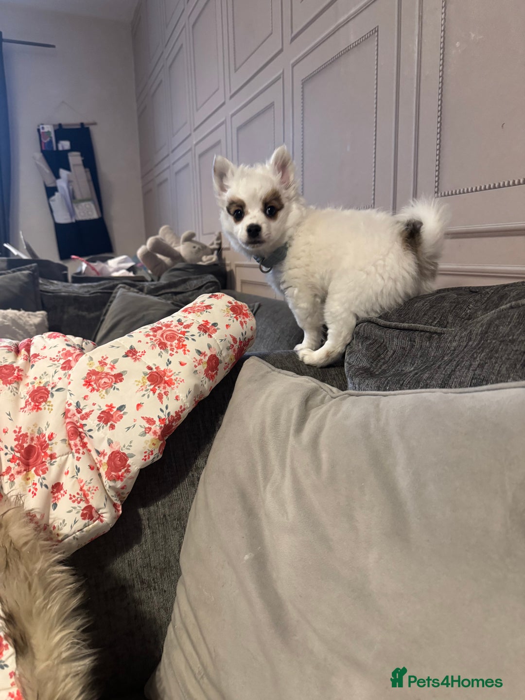 Mixed Breed dogs for sale: chihuahua, Pomeranian jack Russell puppy   - Advert 3